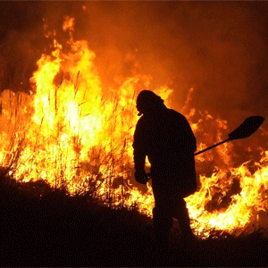 Pracowity weekend strażaków: usuwanie powalonych drzew i rojów owadów