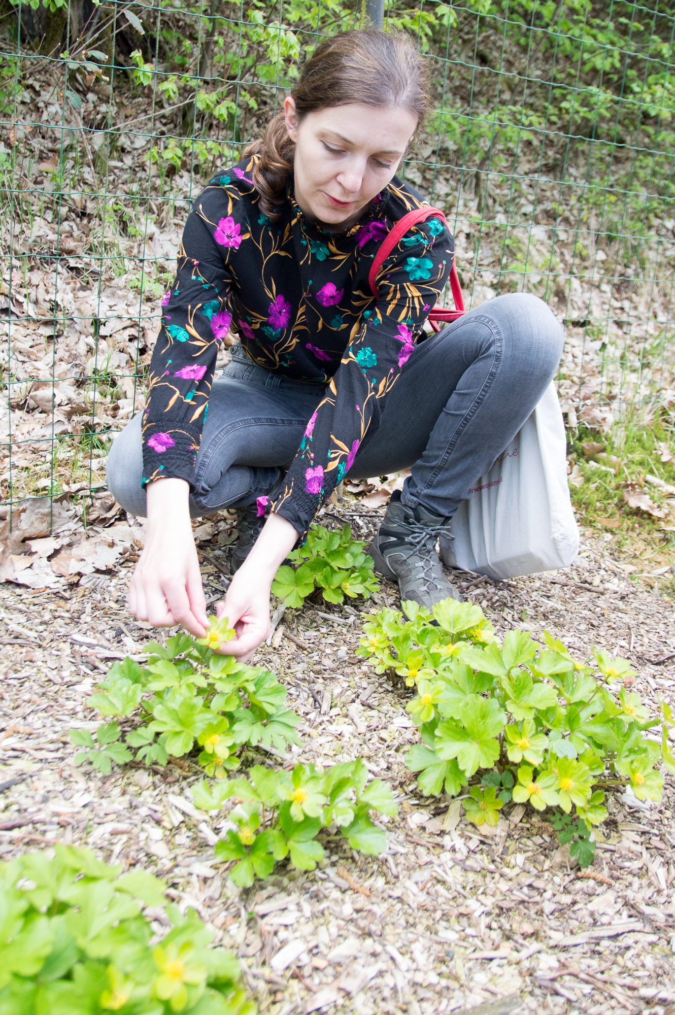 Dyrektor Arboretum Bramy Morawskiej Elżbieta Skrzymowska z cieszynianką - niepozorną rośliną z bardzo długim rodowodem. To właśnie cieszynianka jest symbolem raciborskiego arboretum i znajduje się w logo tej instytucji.