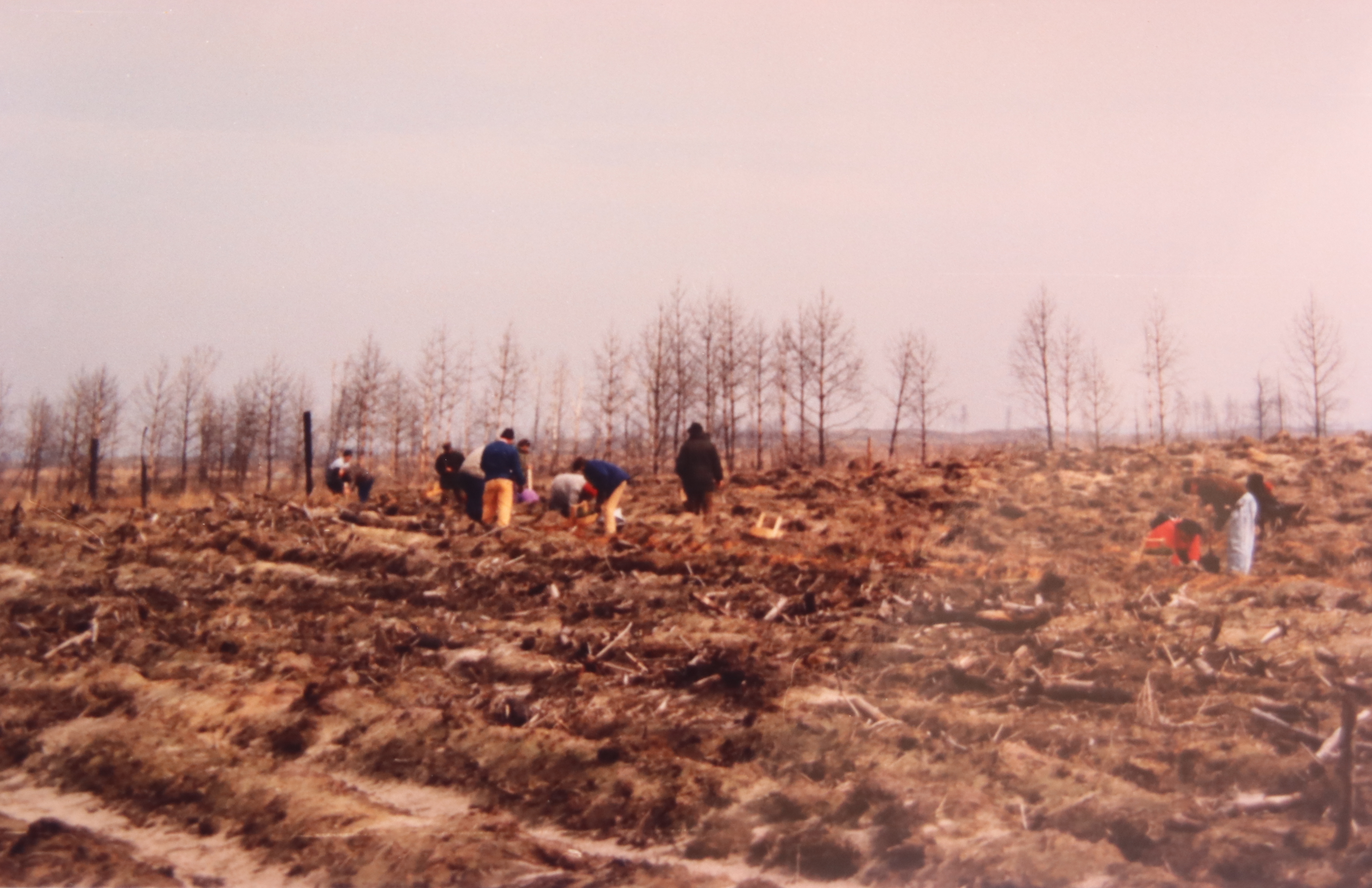Po pożarze leśnicy musieli poradzić sobie z odbudową lasu (fot. arch. prywatne)