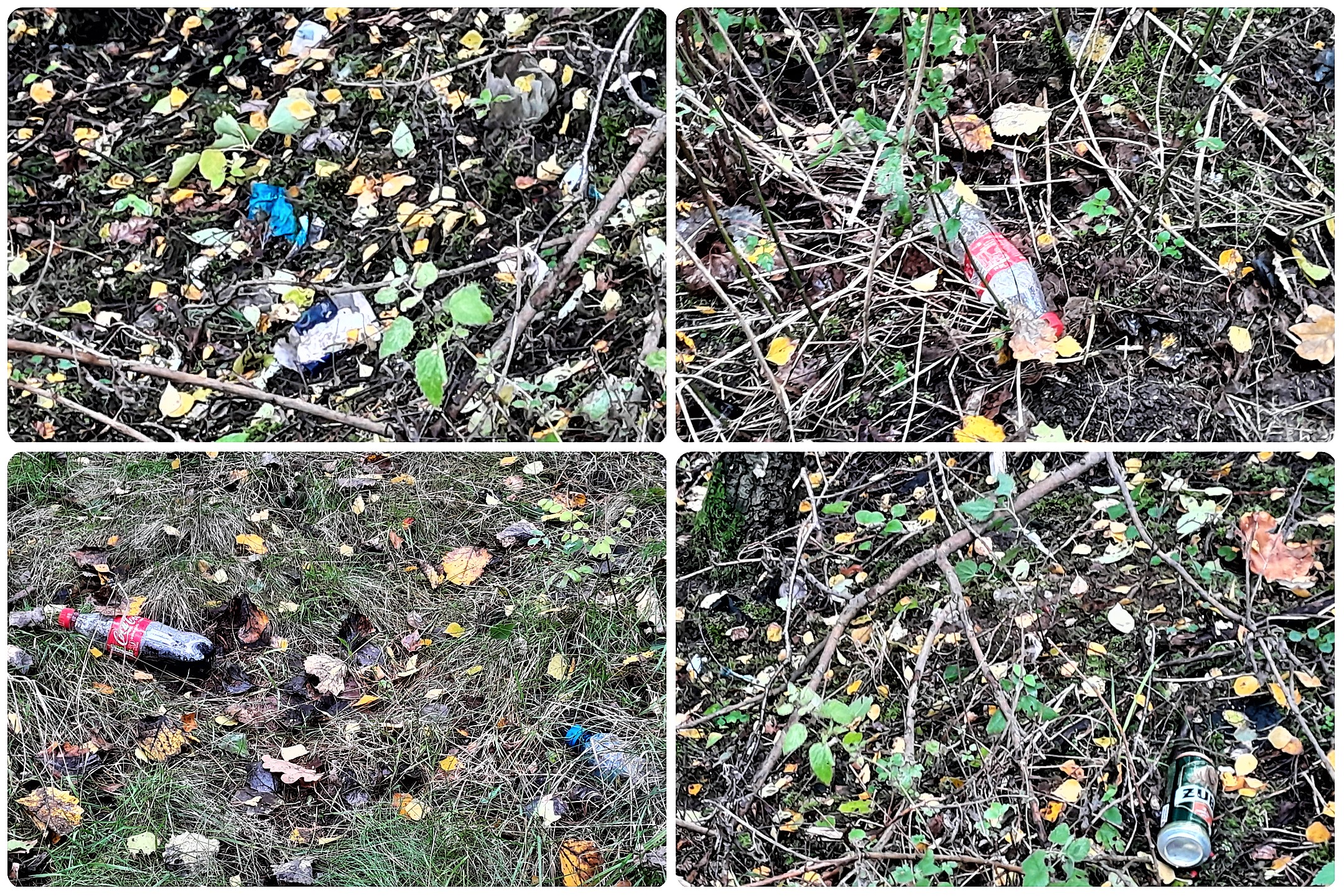Takich odpadów w lesie jest mnóstwo. Nasilenie widoczne jest zwłaszcza jesienią.