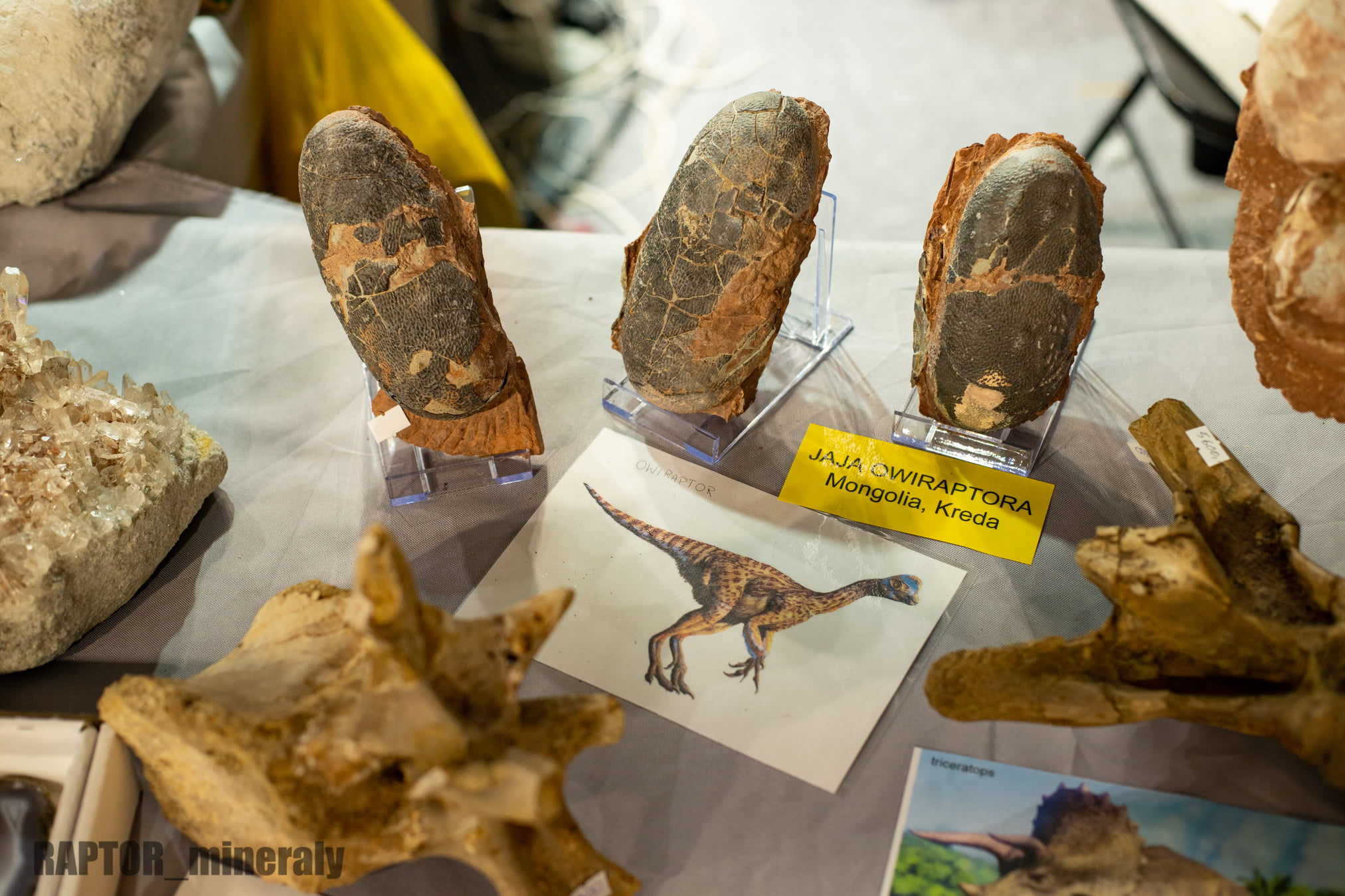 Kolejną ciekawostką będą skamieniałe jaja oviraptora, który żył na terenach dzisiejszej Mongolii. fot. materiały prasowe