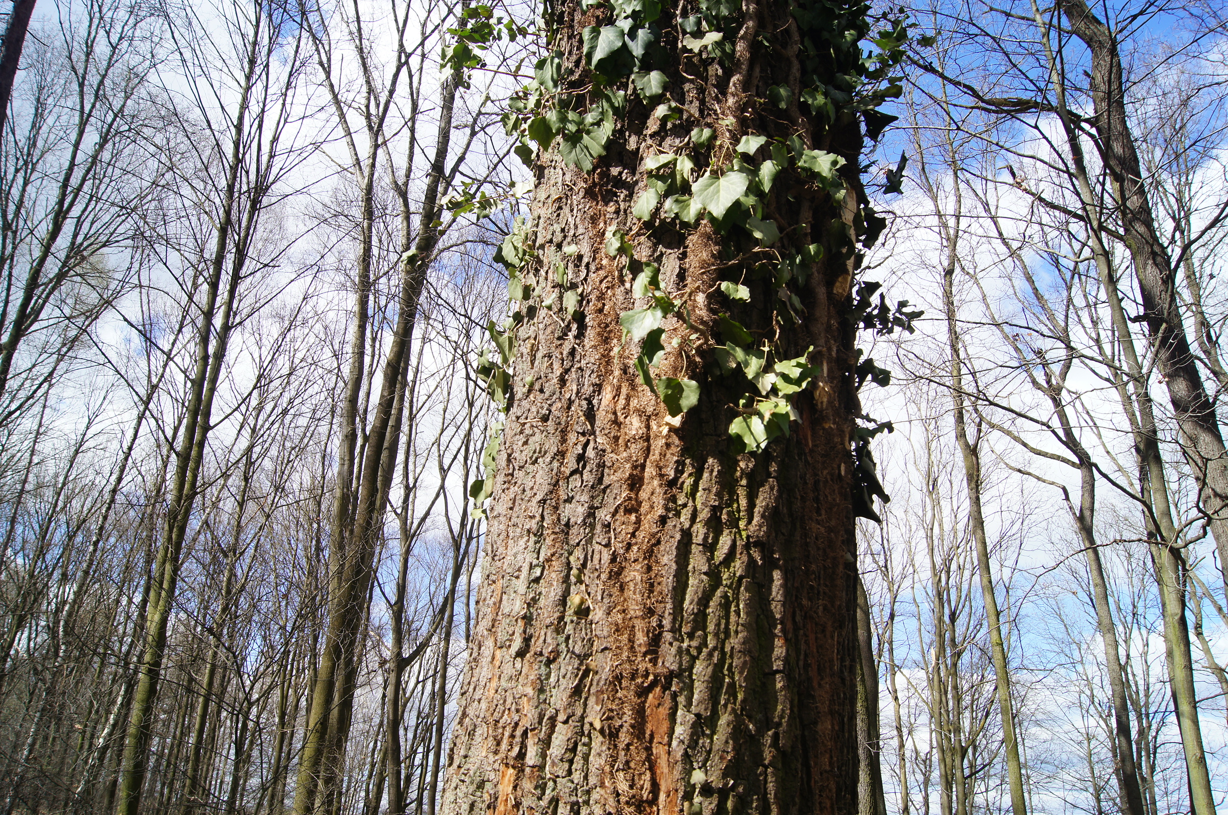 Zniszczenia dokonano na drzewach w Lesie Czyżowickim. Foto FK
