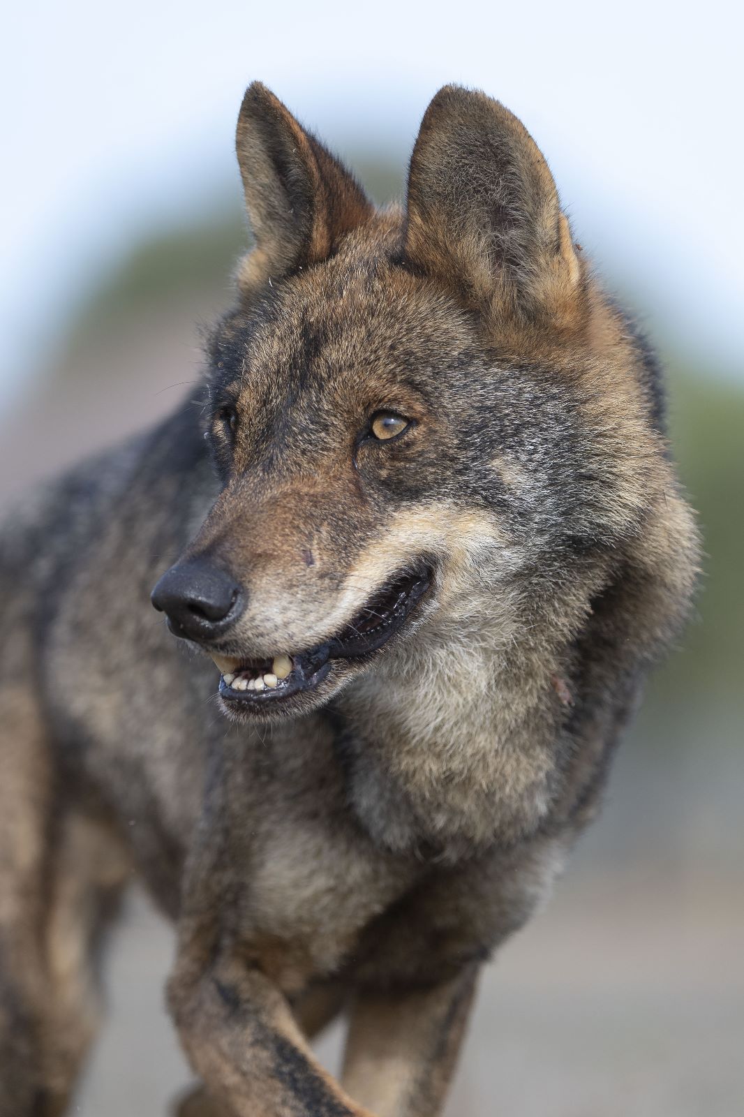 Wilk (Canis lupus) jest w Polsce objęty całkowitą ochroną. fot. Freepik