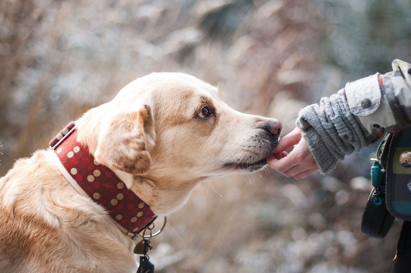 Jastrzębianie kochają swoje psy, czy jednak sprzątaj po nich nieczystości? Fot. pixabay
