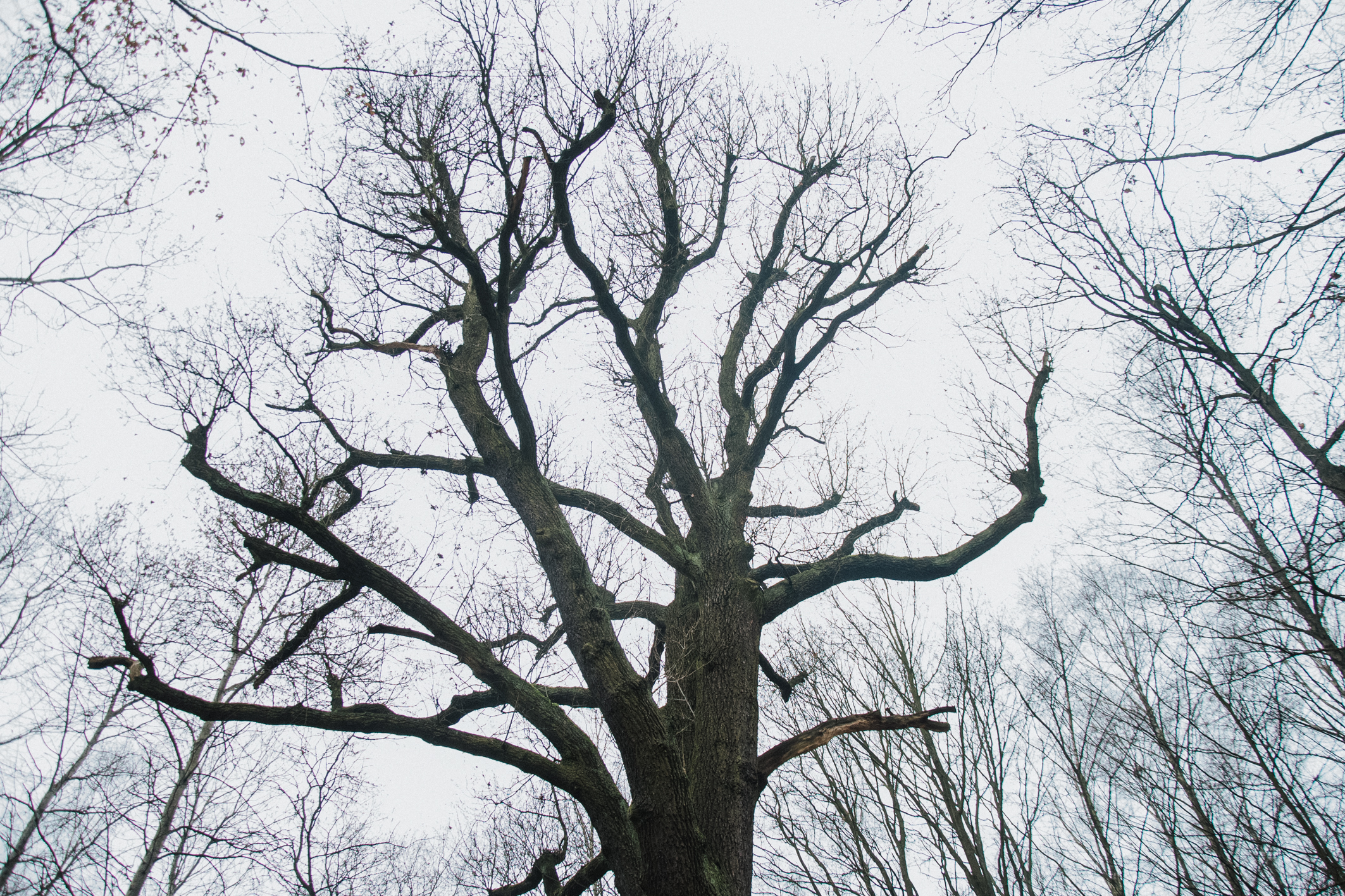 Korona drzewa została w ostatnim czasie uporządkowana, podobnie jak drzewa wokół wiekowego dębu