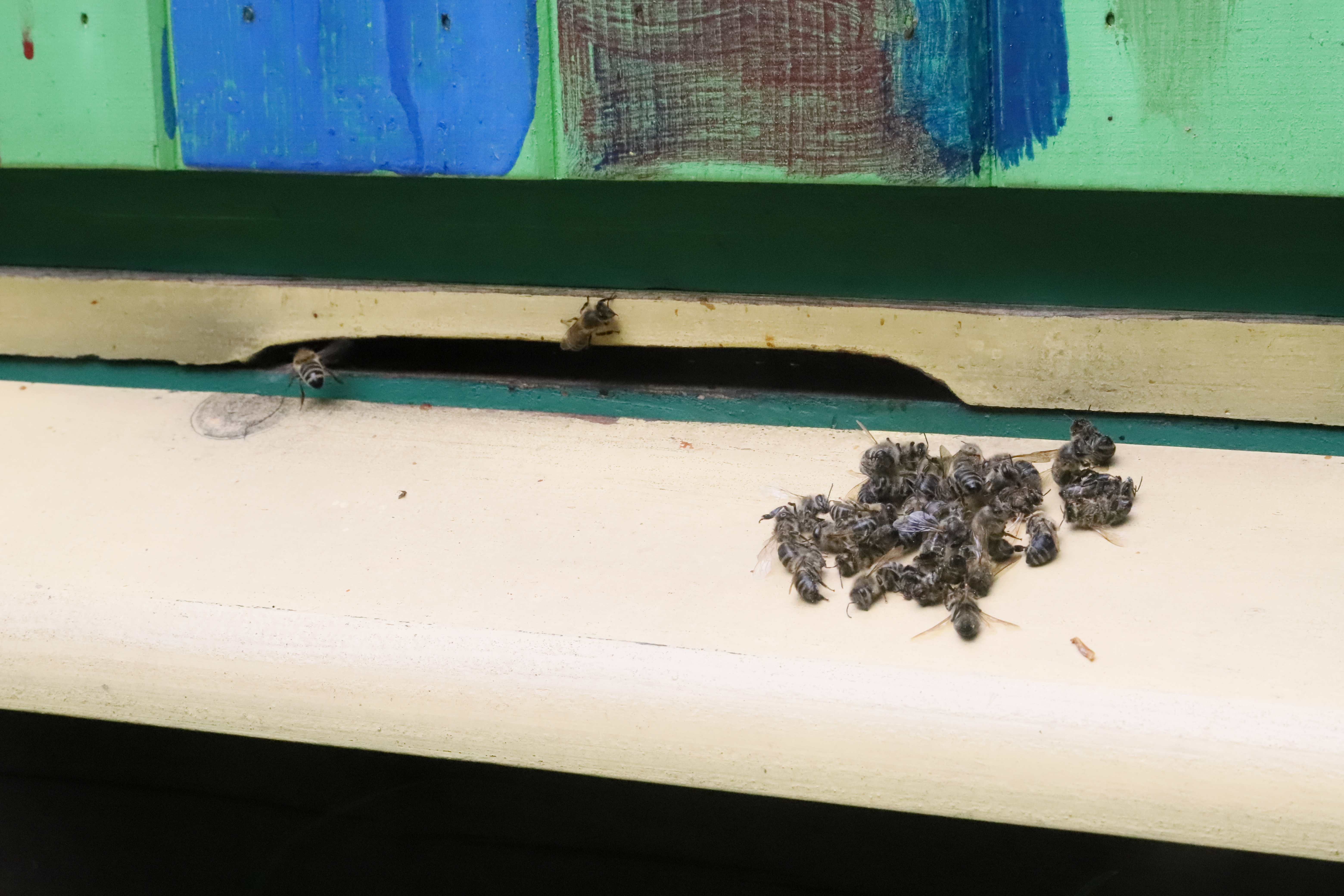 Martwe pszczoły przy wylotku ula. Owady zginęły najprawdopodniej na skutek nieprawidłowo prowadzonych oprysków. Fot. Marek Szebesta